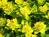 Euphorbia brittingeri (fam Euphorbiacees) (Europe) (3) (Photo F. Mrugala)